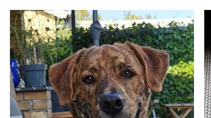 Vores hunde: Karlo, som er en blanding af bl.a. Basset hound, Dogue de bordeaux og Labrador. Han er en stor hund med korte ben 😊 Wilma er en lille hund, blanding af dansk svensk gårdhund og fransk bulldog. 